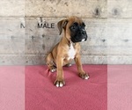 Litter of 9 - Male(s) and Female(s) BoxerLitter of Puppies for Sale - Photo #23