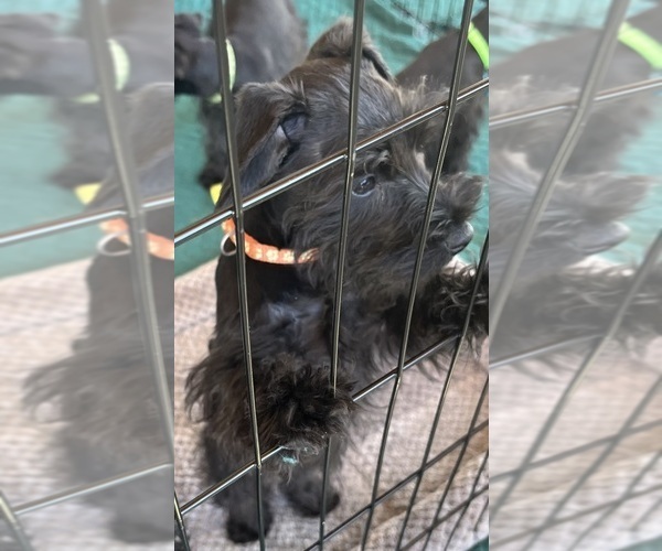 Medium Photo #4 Schnauzer (Miniature) Puppy For Sale in SOMERVILLE, AL, USA