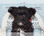 Small #10 Maltipoo