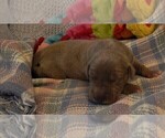 Small #4 Great Dane