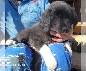Medium Great Bernese-Poodle (Standard) Mix