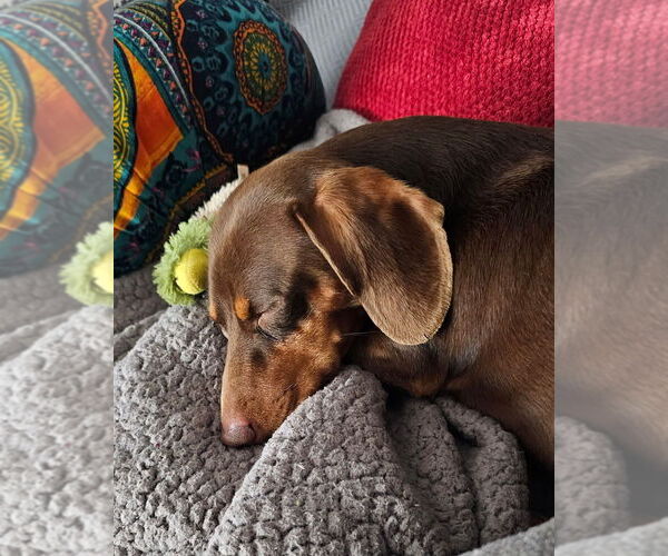 Medium Photo #8 Dachshund Puppy For Sale in REPUBLIC, MO, USA