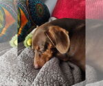 Small #7 Dachshund