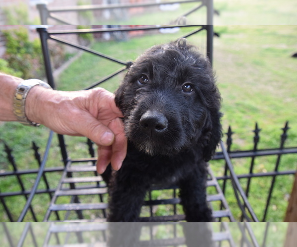 Medium Photo #7 Goldendoodle Puppy For Sale in SPIRO, OK, USA