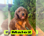 Small #25 Goldendoodle (Miniature)
