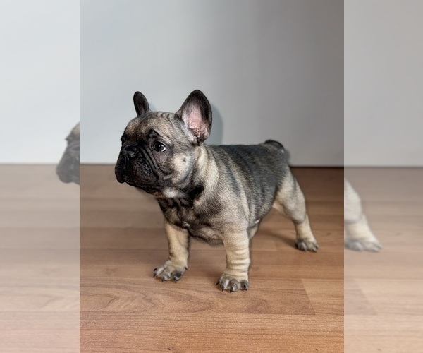 Medium Photo #1 French Bulldog Puppy For Sale in HINTON, VA, USA