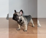 Small Photo #1 French Bulldog Puppy For Sale in HINTON, VA, USA