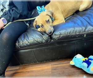 Labrador Retriever-Unknown Mix Dogs for adoption in Mt. Laurel, NJ, USA