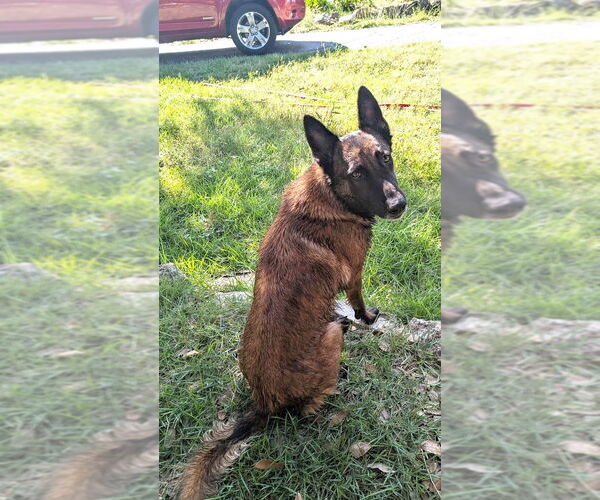 Medium Photo #2 Mutt Puppy For Sale in Imlay City, MI, USA