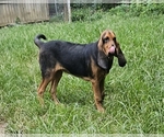 Small #6 Bloodhound