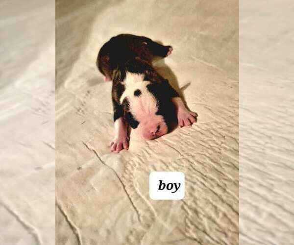 Medium Photo #2 Boston Terrier Puppy For Sale in WICHITA, KS, USA