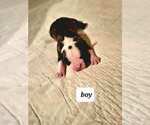 Small Photo #2 Boston Terrier Puppy For Sale in WICHITA, KS, USA