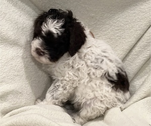 Lagotto Romagnolo Puppy for sale in PLEASANT GROVE, UT, USA