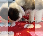 Small Photo #28 Saint Bernard Puppy For Sale in NEW MARKET, IA, USA
