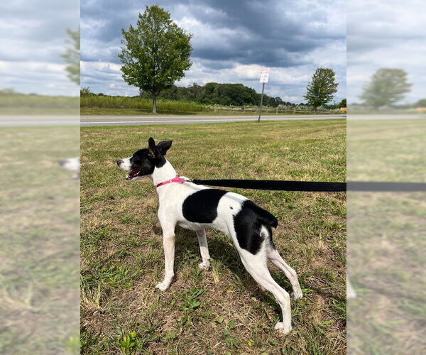 Medium Photo #3 Rat Terrier-Unknown Mix Puppy For Sale in Oakhurst, NJ, USA