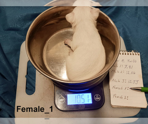 Medium Chihuahua