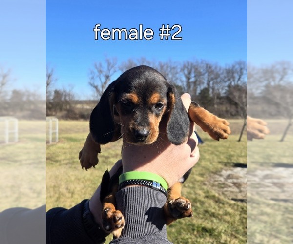 Medium Photo #1 Beagle Puppy For Sale in BUFFALO, MO, USA