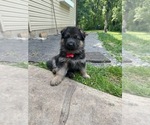 Small Photo #1 German Shepherd Dog Puppy For Sale in DODGE CENTER, MN, USA
