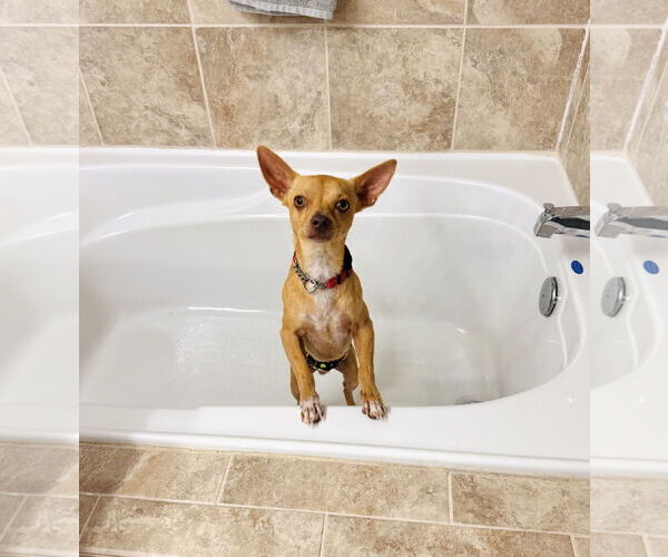 Medium Photo #8 Chihuahua Puppy For Sale in Valrico, FL, USA