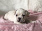 Small #2 French Bulldog