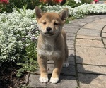 Small #1 Shiba Inu