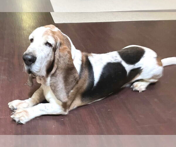Medium Photo #1 Basset Hound Puppy For Sale in Deepwater, NJ, USA