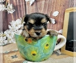 Small #9 Yorkshire Terrier