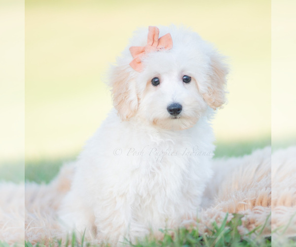 Medium Photo #3 Goldendoodle (Miniature) Puppy For Sale in WARSAW, IN, USA