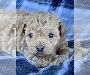 Poodle (Miniature)-Zuchon Mix Puppy for sale in ALGOMA, WI, USA