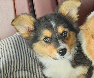 Pembroke Welsh Corgi Puppy for sale in MILTON, WI, USA