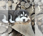 Small #2 Siberian Husky