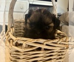 Puppy Independence Shih Tzu
