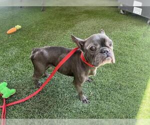 French Bulldog Dogs for adoption in Corona, CA, USA