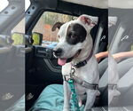 Small Photo #17 American Pit Bull Terrier-Unknown Mix Puppy For Sale in Virginia Beach, VA, USA