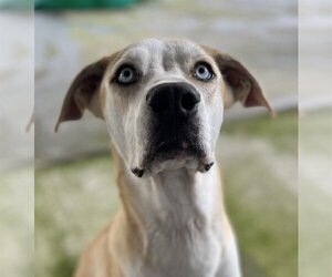 Great Dane-Labrador Retriever Mix Dogs for adoption in Yardley, PA, USA