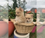 Small Photo #1 Pomeranian Puppy For Sale in SMITHVILLE, TX, USA