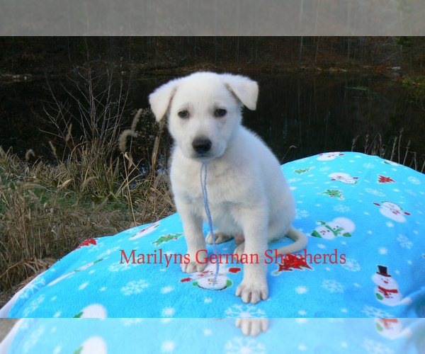 Medium Photo #3 German Shepherd Dog Puppy For Sale in PIEDMONT, MO, USA