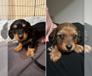 Dachshund Litter for sale in MECHANICSVILLE, VA, USA