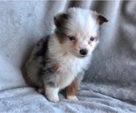 Small Photo #2 Miniature Australian Shepherd Puppy For Sale in OXFORD, CT, USA