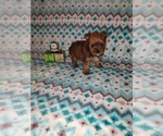 Small #14 Yorkshire Terrier