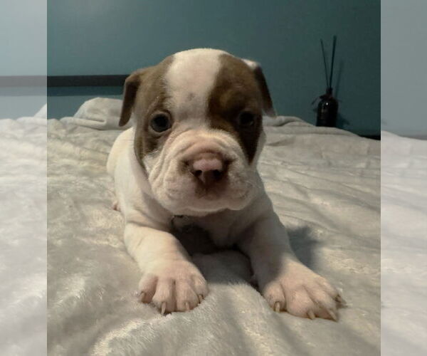 Medium Photo #2 Bull-Boxer Puppy For Sale in Holly Springs, NC, USA