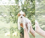 Small Photo #60 Goldendoodle (Miniature) Puppy For Sale in FREDERICA, DE, USA