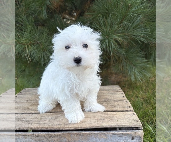 Medium Photo #4 Maltese Puppy For Sale in MIDDLEBURY, IN, USA