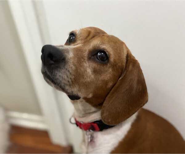 Medium Photo #5 Beagle Puppy For Sale in Dunnellon, FL, USA