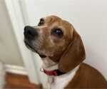Small #4 Beagle