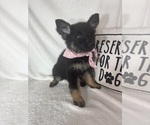 Small #3 German Shepherd Dog