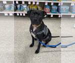 Small #9 American Staffordshire Terrier Mix