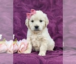 Small Photo #2 Goldendoodle-Poodle (Toy) Mix Puppy For Sale in AIRVILLE, PA, USA