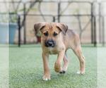 Small #2 Boxer Mix