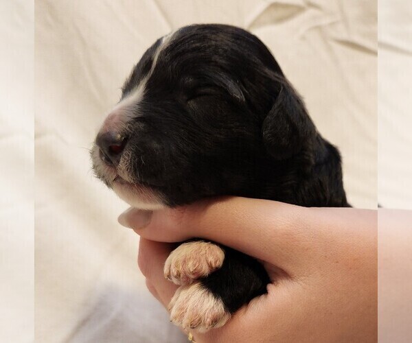 Medium Photo #3 F2 Aussiedoodle Puppy For Sale in COLUMBIA, TN, USA